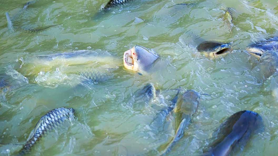 Sacrificio de los peces de acuicultura