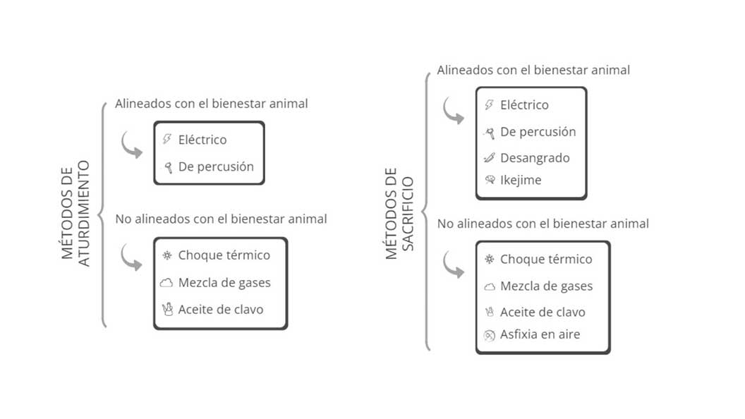 Sacrificio de los peces de acuicultura