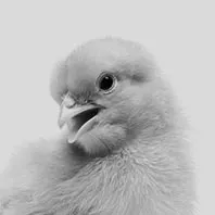 Bienestar Animal