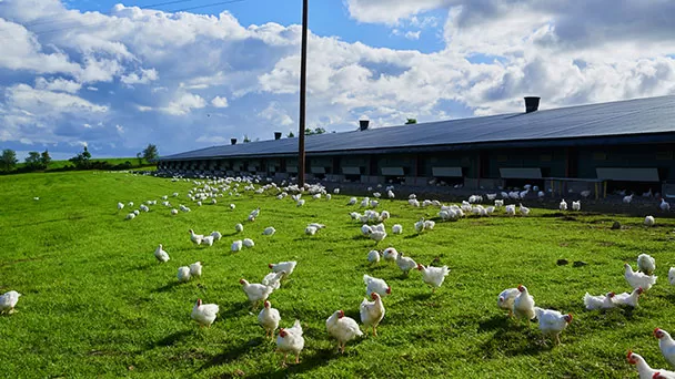 Victorias para los animales